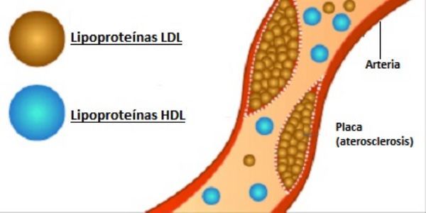 FISIOLOGÍA DE LAS GLÁNDULAS SUPRARRENALES