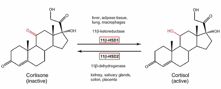 FISIOLOGÍA DE LAS GLÁNDULAS SUPRARRENALES