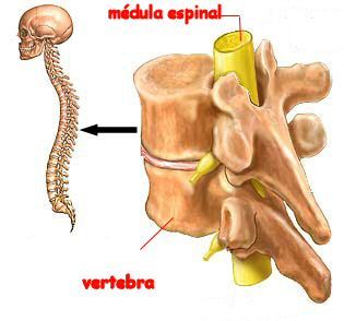SISTEMA NERVIOSO DE LOS VERTEBRADOS
