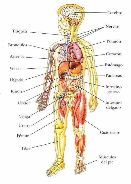 SISTEMA NERVIOSO DE LOS VERTEBRADOS