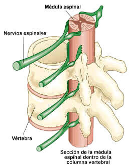 SISTEMA NERVIOSO DE LOS VERTEBRADOS