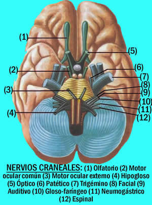 SISTEMA NERVIOSO DE LOS VERTEBRADOS
