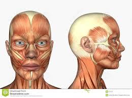 SISTEMA NERVIOSO DE LOS VERTEBRADOS