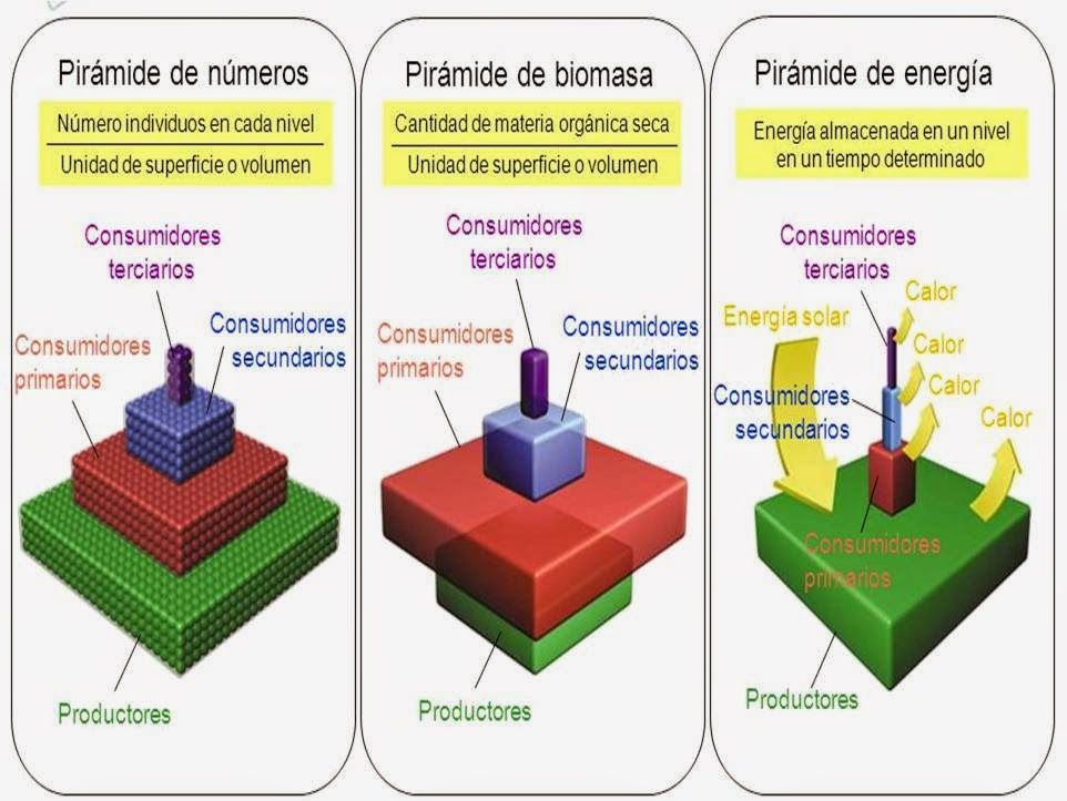 Cadeias Alimentares e Teias Tróficas