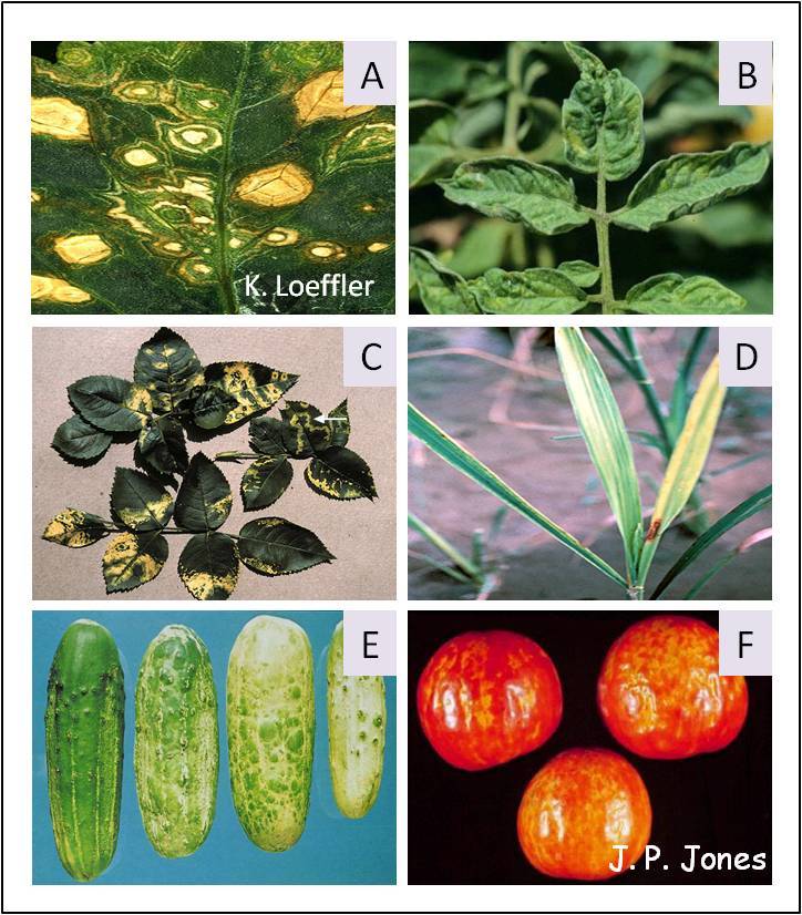 ESTRUCTURA VIRAL DE LOS VIRUS ANIMALES Y VEGETALES SU TAXONOMÍA Y CLASIFICACIÓN.