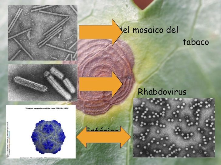 ESTRUCTURA VIRAL DE LOS VIRUS ANIMALES Y VEGETALES SU TAXONOMÍA Y CLASIFICACIÓN.