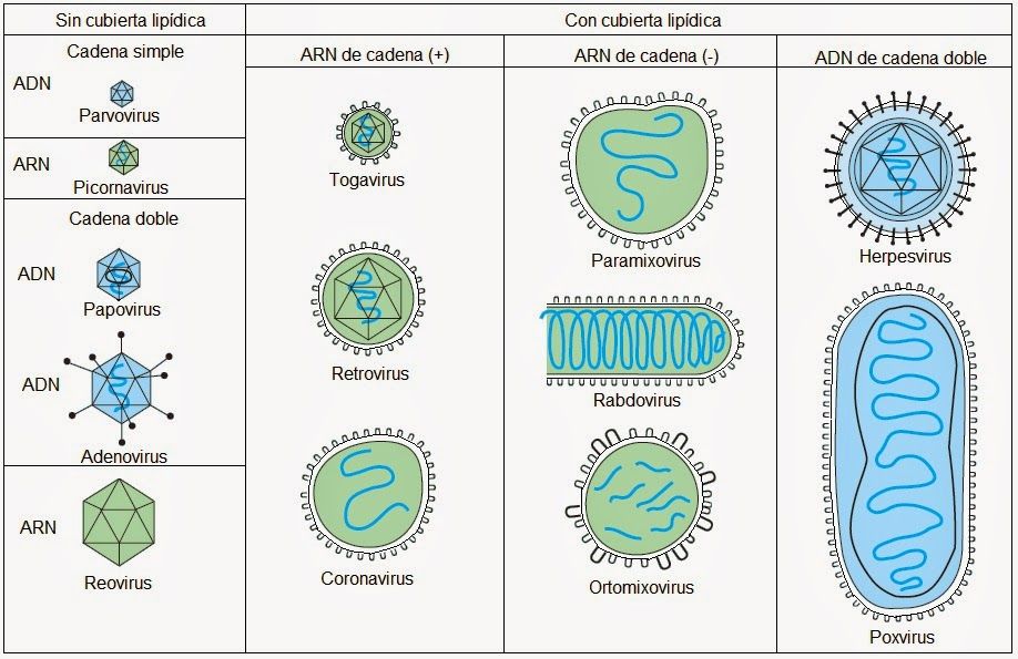 ESTRUCTURA VIRAL DE LOS VIRUS ANIMALES Y VEGETALES SU TAXONOMÍA Y CLASIFICACIÓN.