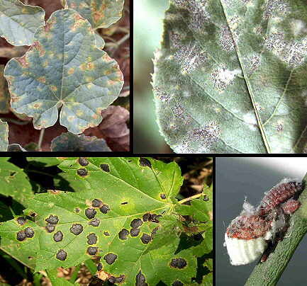 ESTRUCTURA VIRAL DE LOS VIRUS ANIMALES Y VEGETALES SU TAXONOMÍA Y CLASIFICACIÓN.