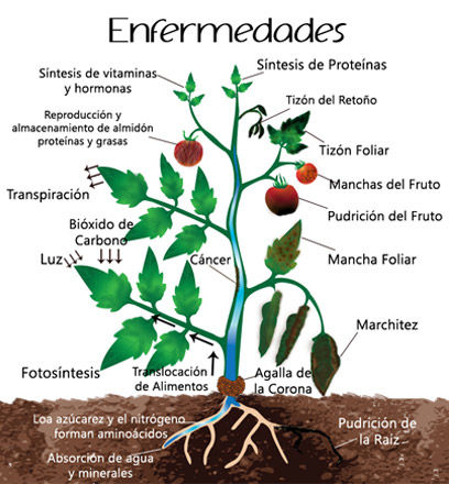 ESTRUCTURA VIRAL DE LOS VIRUS ANIMALES Y VEGETALES SU TAXONOMÍA Y CLASIFICACIÓN.
