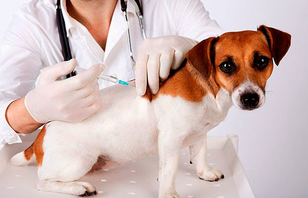 ESTRUCTURA VIRAL DE LOS VIRUS ANIMALES Y VEGETALES SU TAXONOMÍA Y CLASIFICACIÓN.