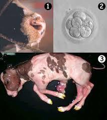 ESTRUCTURA VIRAL DE LOS VIRUS ANIMALES Y VEGETALES SU TAXONOMÍA Y CLASIFICACIÓN.