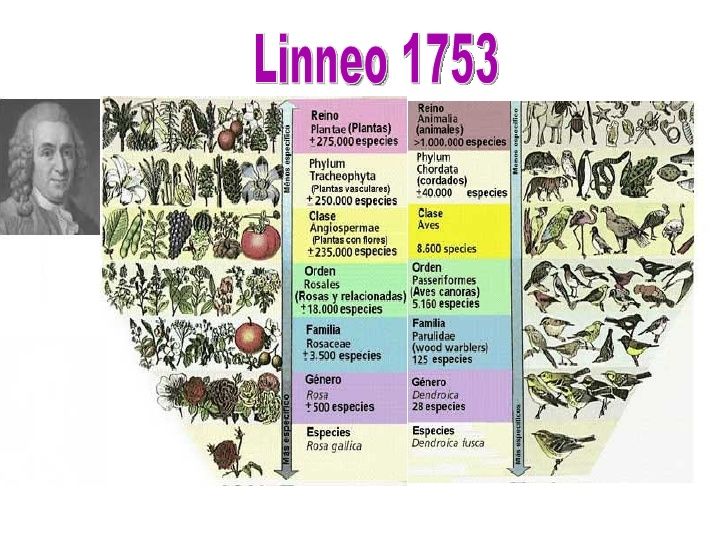ESTRUCTURA VIRAL DE LOS VIRUS ANIMALES Y VEGETALES SU TAXONOMÍA Y CLASIFICACIÓN.