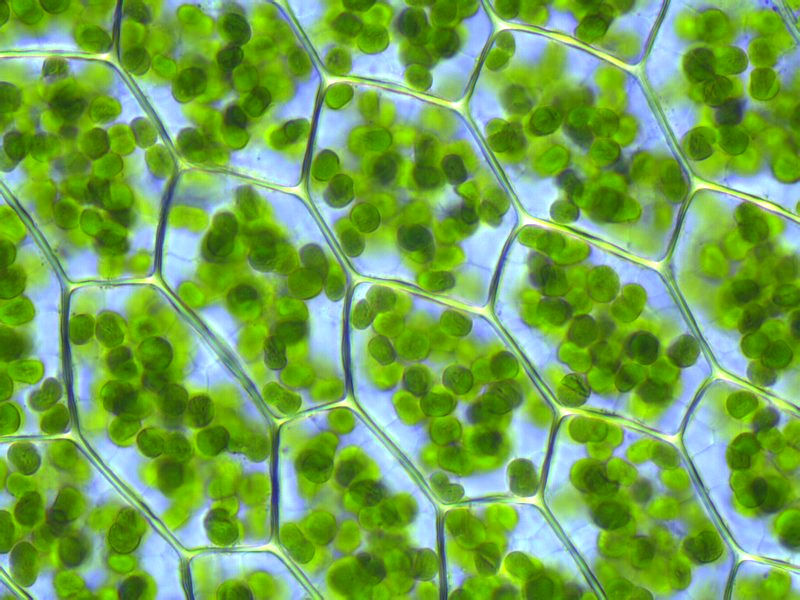 ESTRUCTURA VIRAL DE LOS VIRUS ANIMALES Y VEGETALES SU TAXONOMÍA Y CLASIFICACIÓN.