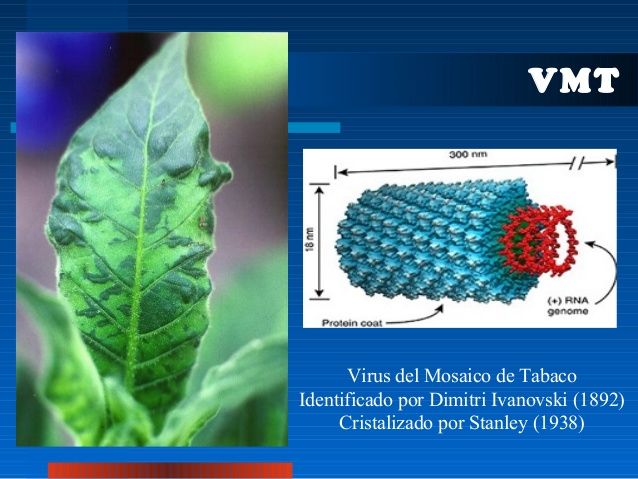 ESTRUCTURA VIRAL DE LOS VIRUS ANIMALES Y VEGETALES SU TAXONOMÍA Y CLASIFICACIÓN.