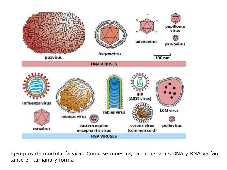 ESTRUCTURA VIRAL DE LOS VIRUS ANIMALES Y VEGETALES SU TAXONOMÍA Y CLASIFICACIÓN.