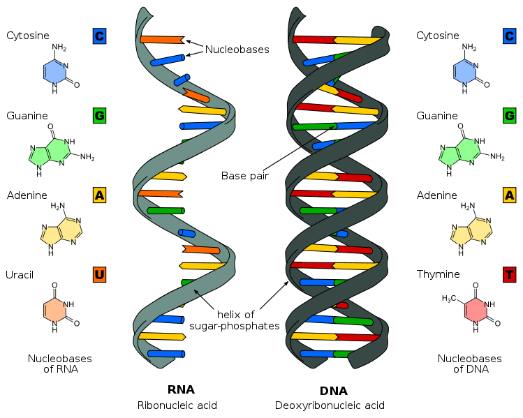 ESTRUCTURA VIRAL DE LOS VIRUS ANIMALES Y VEGETALES SU TAXONOMÍA Y CLASIFICACIÓN.