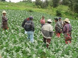 COLOMBIA: CAMPESINOS, REGIMEN HACENDATARIO E INDUSTRIALIZACION