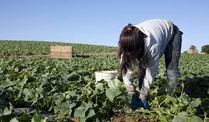 COLOMBIA: CAMPESINOS, REGIMEN HACENDATARIO E INDUSTRIALIZACION