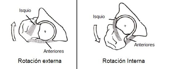 Rodete cotiloideo y ligamento de la cabeza del fémur