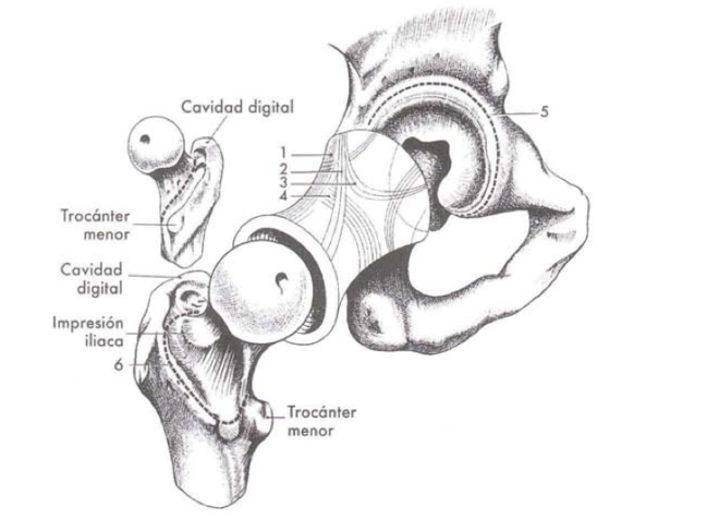 Rodete cotiloideo y ligamento de la cabeza del fémur