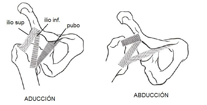 Rodete cotiloideo y ligamento de la cabeza del fémur