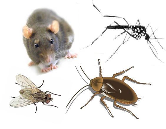 Saneamiento básico de fauna nociva