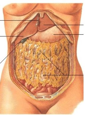 HORMONAS TIROIDEAS, OBESIDAD YTERMOGENESIS EN GRASA PARDA