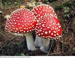Reino Fungi (Fungos)