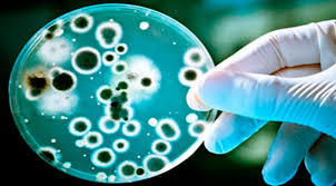 Reino Fungi (Fungos)