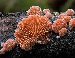 Reino Fungi (Fungos)