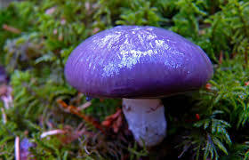 Reino Fungi (Fungos)