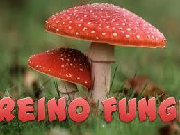 Reino Fungi (Fungos)