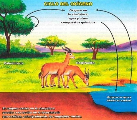Elementos conceptuales del medio ambiente y componentes ambientales y contaminación