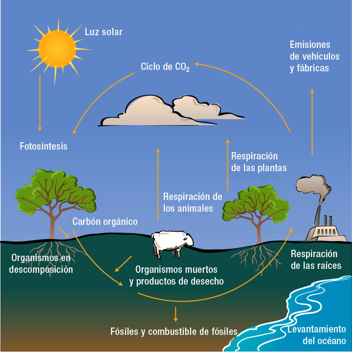 Elementos conceptuales del medio ambiente y componentes ambientales y contaminación