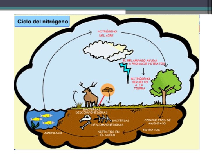 Elementos conceptuales del medio ambiente y componentes ambientales y contaminación