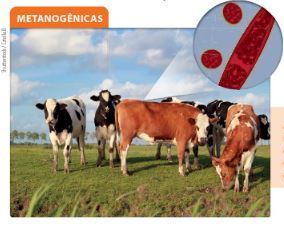 DOMÍNIO dos SERES VIVOS 7 ANO TAXONOMIA