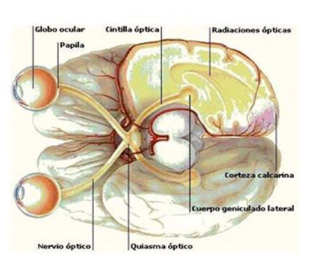Depresión y la Neurofisiología.