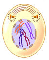 MITOSIS:Generación de celulas hijas identicas con la misma informacion genetica.