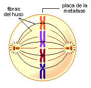 MITOSIS:Generación de celulas hijas identicas con la misma informacion genetica.