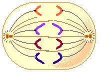 MITOSIS:Generación de celulas hijas identicas con la misma informacion genetica.