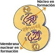MITOSIS:Generación de celulas hijas identicas con la misma informacion genetica.