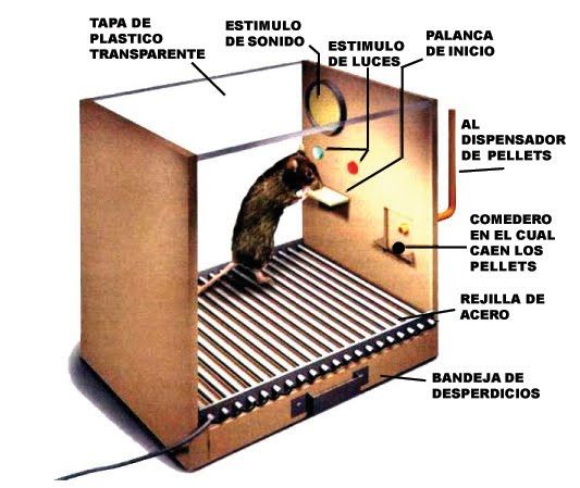 Cadenas de Estimulos y Respuestas