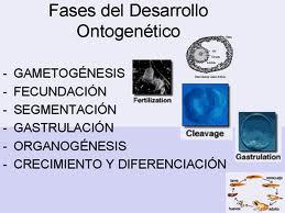 PSICOFISIOLOGIA