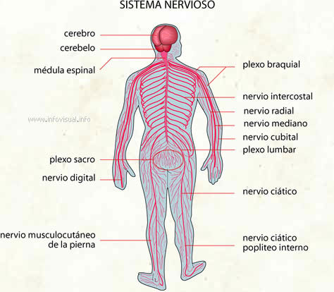 PSICOFISIOLOGIA