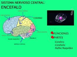 PSICOFISIOLOGIA