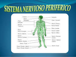 PSICOFISIOLOGIA