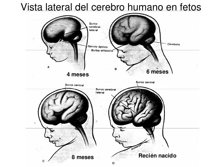 Psicofisiologia historia, concepto, filogenia, ontogenia y estructura del sistema nerviso