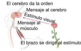 Psicofisiologia historia, concepto, filogenia, ontogenia y estructura del sistema nerviso