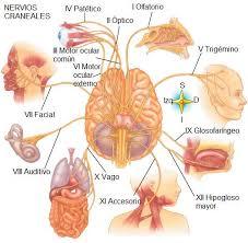 Psicofisiologia historia, concepto, filogenia, ontogenia y estructura del sistema nerviso
