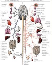Psicofisiologia historia, concepto, filogenia, ontogenia y estructura del sistema nerviso